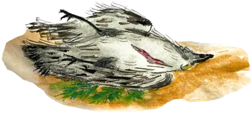 dead bird